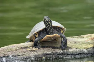 Animals In The Wild USA Imprime: Red-eared Turtle (Trachemys scripta elegans) (Pseudemys scripta elegans)