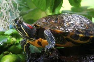 No People Wild Animals Germany Imprime: Red-eared Turtle (Trachemys scripta elegans) (Pseudemys scripta elegans)