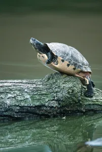 Red Eared Slider Imprime: Red-eared Turtle (Trachemys scripta elegans) (Pseudemys scripta elegans)