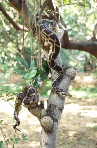 Constrictor Snakes Imprime: Reptiles, Python Indian rock python molurus