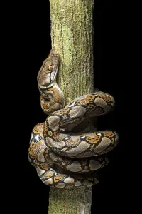 Reticulated Python Imprime: Reticulated python (Malayopython reticulatus)