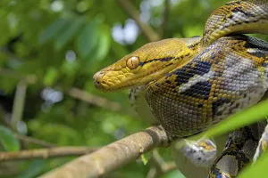 Reticulated Python Imprime: Reticulated python (Malayopython reticulatus)
