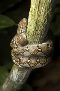 No People In The Jungle Imprime: Reticulated python (Malayopython reticulatus)