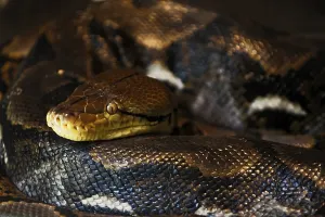 Constrictor Snake Species Imprime: Reticulated Python (Malayopython reticulatus)