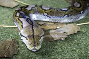 Constrictor Snake Imprime: Reticulated python (Malayopython reticulatus)