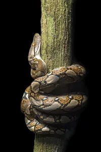 Constrictor Snakes Imprime: Reticulated python (Malayopython reticulatus)