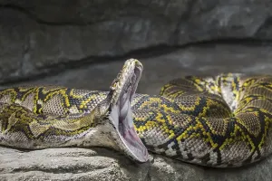 Reticulated Python Imprime: Reticulated python (Malayopython reticulatus) (Python reticulatus) nonvenomous constrictor snake native to South