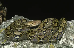 Wildlife Protection Imprime: Reticulated python, python reticulatus