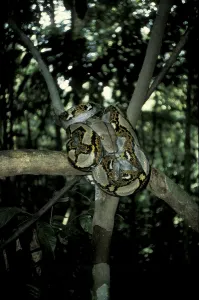 Reticulated Python Imprime: Reticulated python (Python reticulatus)