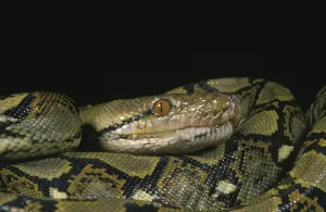 Reticulated Python Imprime: Reticulated Python, python reticulatus