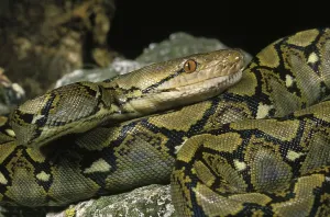 Reticulated Python Imprime: Reticulated python, python reticulatus, adult