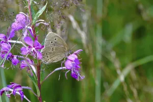 Diurnal Lepidoptera Imprime: Ringlet (Aphantopus hyperantus)