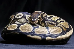 Empty Studio Environment Photos Imprime: Royal Python (Python regius)