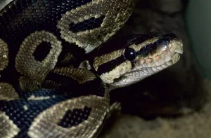 Royal Python Imprime: Royal python (Python regius)