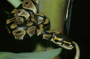 Python Regius Imprime: Royal python (Python regius)