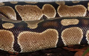 Royal Python Imprime: Royal Python (Python regius)