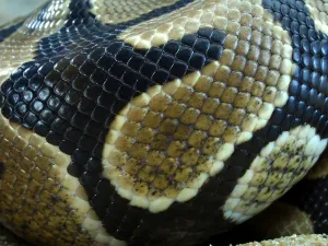 Royal Python Imprime: Royal Python (Python regius)