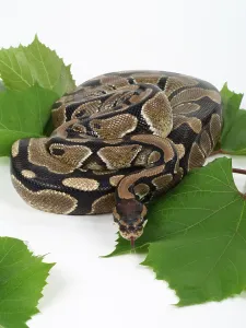Studio Shot Snakes Imprime: Royal Python (Python regius)
