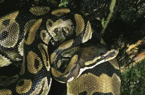 Constrictor Snakes Imprime: Royal Python (python regius), Adult