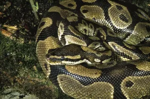 Royal Python Imprime: Royal python (python regius), Adult