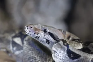Captive Snake Photography Imprime: Royal python (Python regius) adult snake head portrait