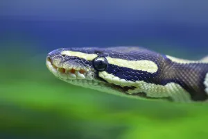 Captive Snake Photography Imprime: Royal python (Python regius) adult snake head portrait