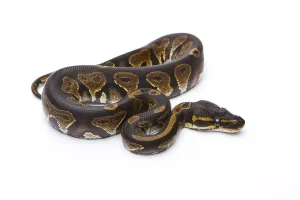 Studio Shot Austria Imprime: Royal Python (Python regius), Black Head