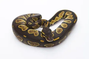 Royal Python Imprime: Royal Python (Python regius), Black Head