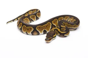 Full Length Animal Images Imprime: Royal python (Python regius), Black Head Double Het Albino Ghost
