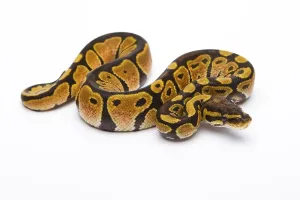 Python Regius Imprime: Royal python (Python regius) Black Head Spider Het Ghost Possible Het Albino