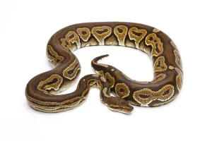 Wild Animal Breeding Imprime: Royal Python (Python regius), Black Pastel