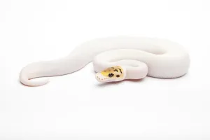 Constrictor Snake Species Imprime: Royal Python (Python regius), Bumble Bee Piebald
