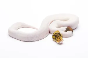 Full Length Animal Photos Imprime: Royal python (Python regius), Bumble Bee Piebald