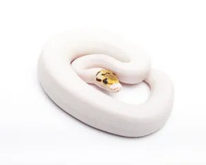 Royal Python Imprime: Royal Python (Python regius), Bumble Bee Piebald