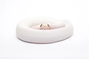 Wild Animal Breeding Imprime: Royal Python (Python regius), Bumble Bee Piebald