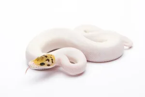 Bee Wildlife Photography Imprime: Royal Python (Python regius), Bumble Bee Piebald