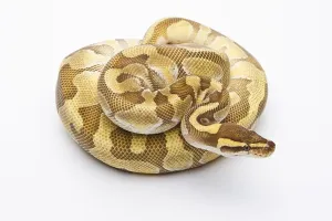 Studio Background Photos Imprime: Royal Python (Python regius), Butter Enchi