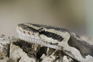 Python Regius Imprime: Royal python (Python regius), captive