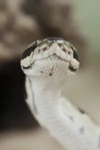 Python Regius Imprime: Royal python (Python regius), captive