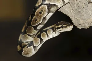 Python Regius Imprime: Royal python (Python regius), captive