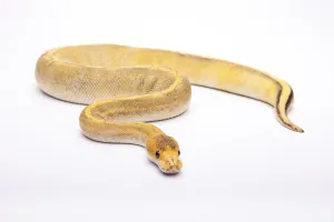 Reptiles In Europe Imprime: Royal python (Python regius), Champagne Calico