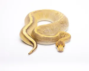 Royal Python Imprime: Royal Python (Python regius), Champagne Calico