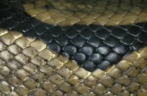 Wild Animal Macro Shots Imprime: Royal Python (python regius), Close Up of Skin