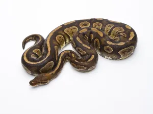 Wildlife In Austria Europe Imprime: Royal Python (Python regius), Fefe