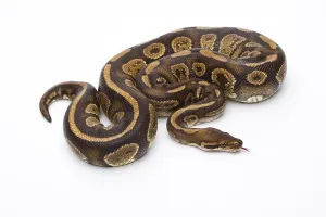 Impresión enmarcada : Pitón Real (Python regius), Fefe.