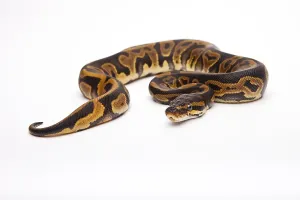 Panthera Pardus Pictures Imprime: Royal Python (Python regius), Leopard