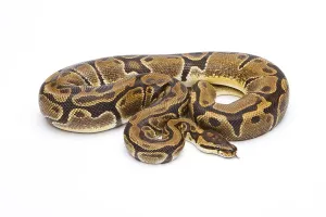 Python Regius Imprime: Royal python (Python regius), Matanic
