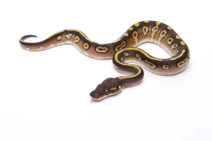Deserted Studio Background Image Imprime: Royal Python (Python regius), Mojave Black Head