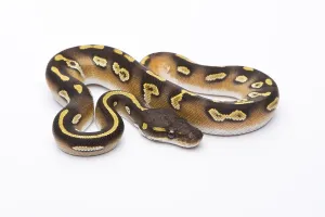 Livestock Farming Pictures Imprime: Royal Python (Python regius), Mojave Black Head