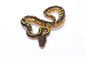 Deserted Austria Landscape Imprime: Royal Python (Python regius), Mojave Black Head